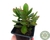 SUCULENTA CRASSULA MONEY MAKER POTE 7