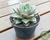 SUCULENTA ECHEVERIA DIONYSOS POTE 11 - comprar online