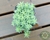 SUCULENTA SEDUM LINEARE VARIEGATA POTE 7 - comprar online