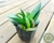 SUCULENTA GASTERIA CROUCHERII POTE 7 - comprar online