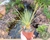 SUCULENTA AGAVE STRICTA ECHINUS POTE 11