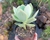 SUCULENTA ECHEVERIA PEACH PRIDE POTE 11 - comprar online