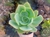 SUCULENTA ECHEVERIA PEACH PRIDE POTE 11