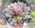 SUCULENTA ECHEVERIA MINA POTE 11 - comprar online