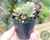 SUCULENTA SEDUM AURORA POTE 6/PLUG - comprar online