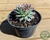 SUCULENTA SEMPERVIVUM CALCAREUM POTE 11 na internet