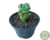 SUCULENTA ECHEVERIA LOVELY ROSE POTE 9 - comprar online