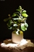 Planta Artificial Ficus