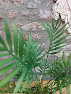 Planta Artificial tipo palmera 37 cm (FA205) - Pink.Online
