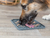 Alfombra De Lamer Lick Snack Para Perros Y Gatos Trixie - tienda online