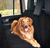 Imagen de Funda Auto Cubre Tapizado Perro Mascota La Nº 1 Impermeable con cierre lateral