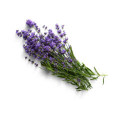 Aceite de Lavanda para Masajes en internet