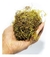 1kg Musgo Verde Desidratadas Decoração Arranjos Flores - comprar online