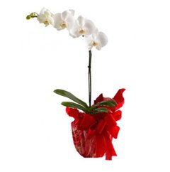 orquidea Phalaenopsis