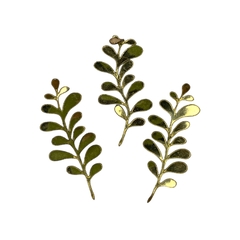 Aplique ramo de folhas lonita - Dourado (3 unid.)