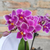 Mini Orquídea com Suculentas - comprar online