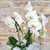 Orquídea Phalaenopsis - comprar online