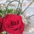 Love Roses - comprar online