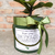 Ficus Lyrata - comprar online