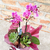 Mini Orquídea com Suculentas Dia das Mães na internet