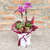 Mini Orquídea com Suculentas Dia das Mães - Floricultura Paraíso