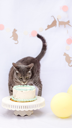 HAPPY PETS CAKE - comprar online