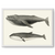Quadro baleia 50x70cm Moldura padrão branca - comprar online