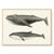 Quadro baleia - loja online