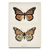 Quadro borboleta ilustra na internet