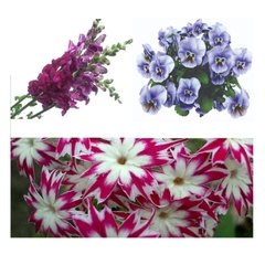 Flores Comestíveis - Misto (embalagem aprox. 125g) - comprar online