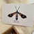 Postales Mariposas del mundo en internet