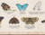 Mapa mundi/Cuadro Mariposas del mundo