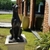 Estatueta de Cachorro Doberman Rustico em Ferro Fundido