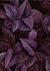 Quadro - Purple Leaves