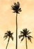 Quadro - Yellow Palm