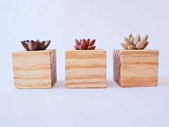 Trio Vaso de Suculentas Pinus - comprar online