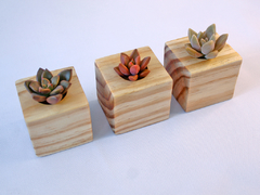Trio Vaso de Suculentas Pinus na internet