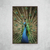 Peacock - O2 Arts Quadros Personalizados