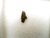 Meteorito NWA 8560 - Condrito H5 Melt Breccia na internet