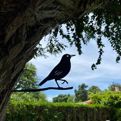 Pájaros Argentinos - Hornero