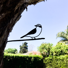 Pájaros Argentinos - Benteveo