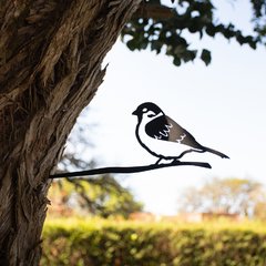Pájaros Argentinos - Gorrión