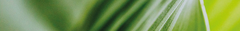 Banner de la categoría Green Line