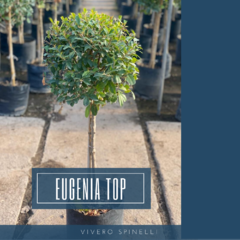 Eugenia Myrtifolia Top