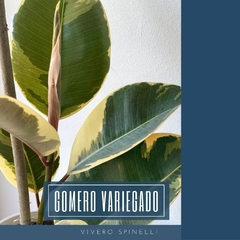 GOMERO VARIEGADO - comprar online