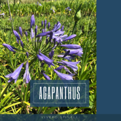 Agapanthus Azul