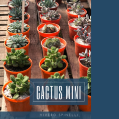 Cactus y Crasas mini