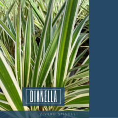 Dianella