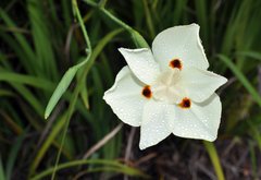 Dietes bicolor - VIVERO SPINELLI