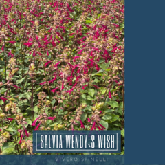 SALVIA WENDY`S WISH en internet